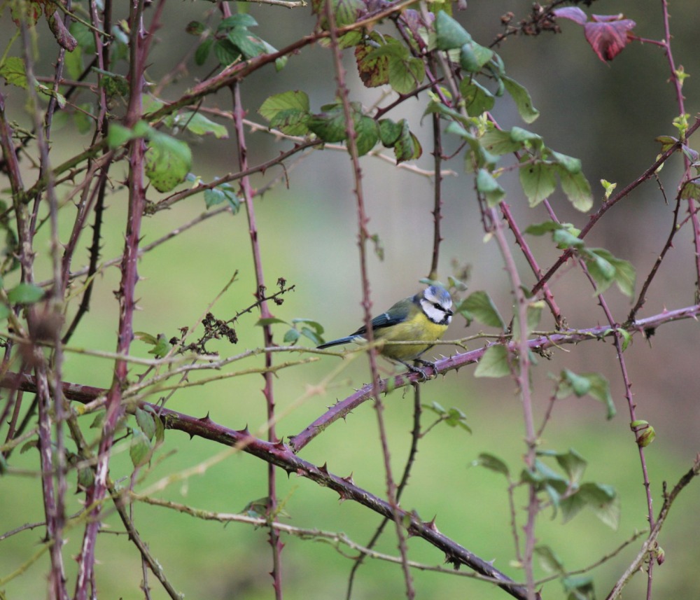 Blue Tit in a bramble