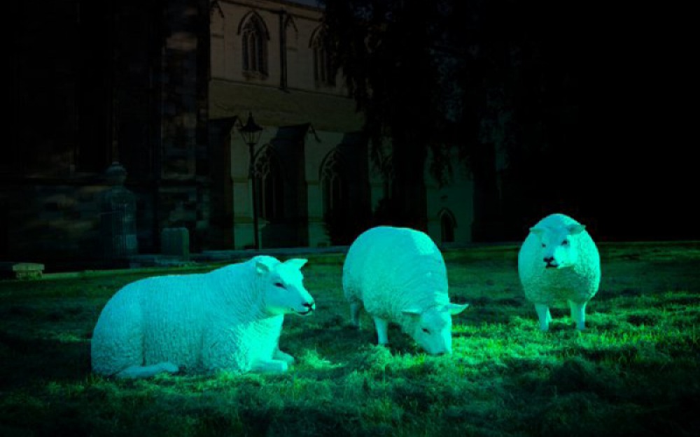 Illuminated Sheep