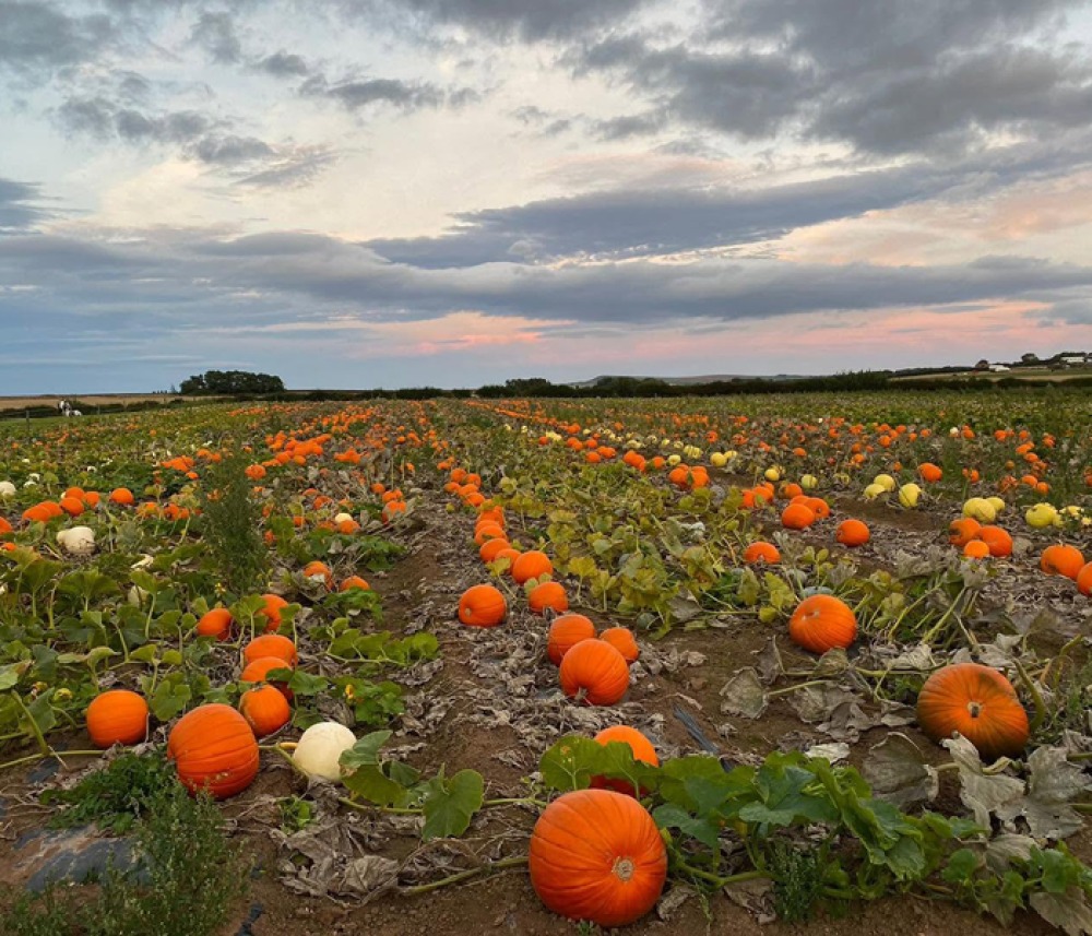 Pontac Pumpkins