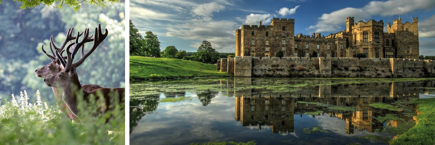 The Deer Park and Baby Castle
