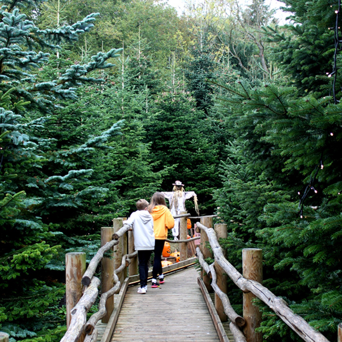 The Plotters' Forest at Halloween - Raby Castle