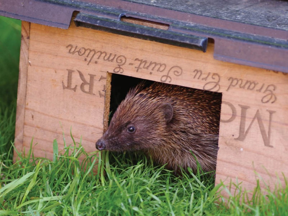 The Great Yorkshire Creature Count