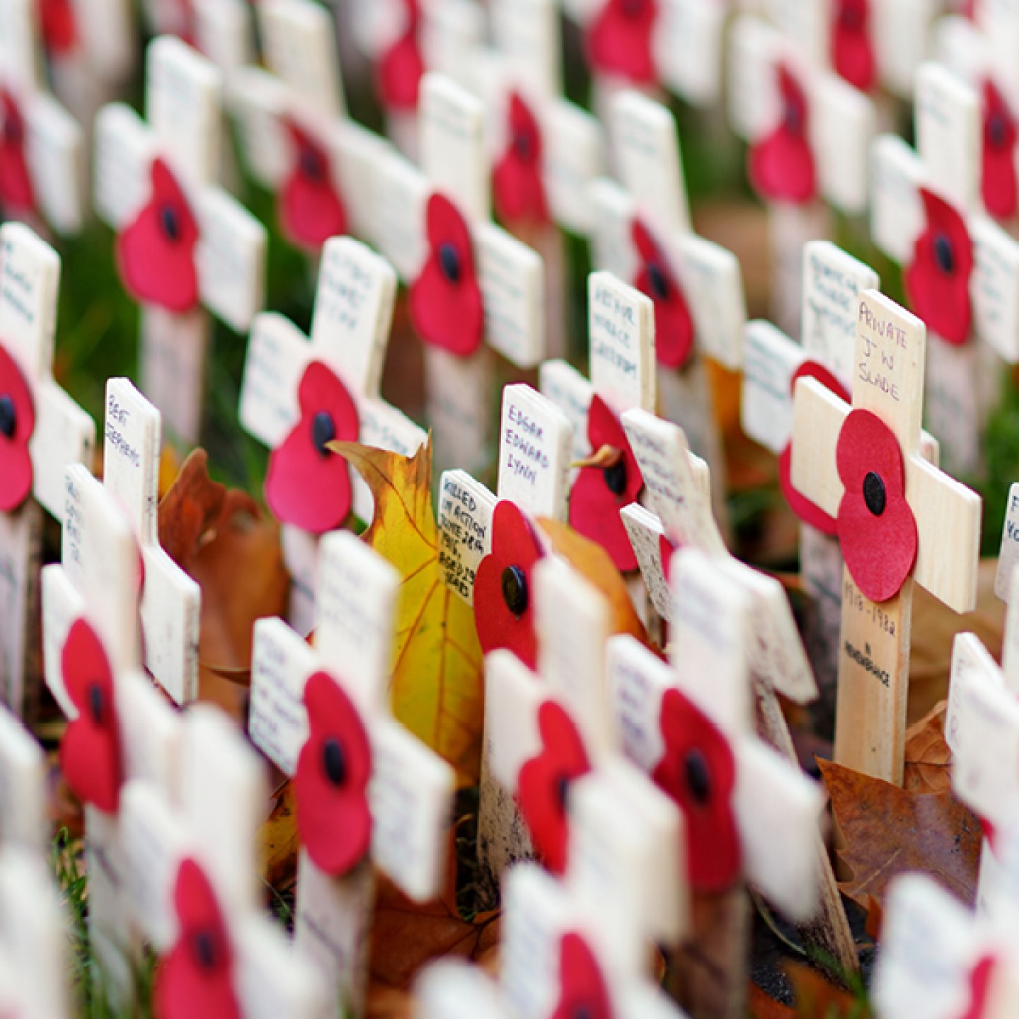 Poppies on wooden crossed inscribed with Names