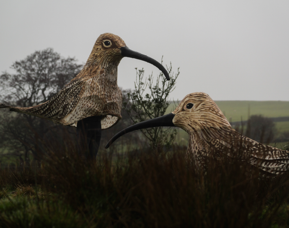 Heathcliffe © Oscar Boatfield