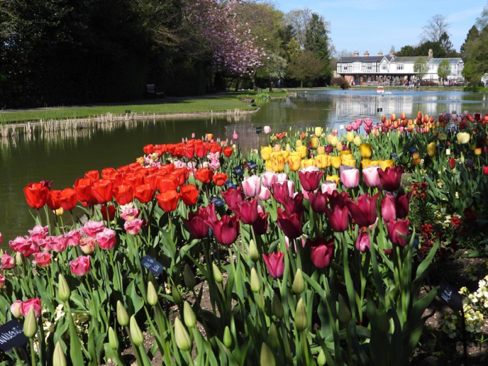 Tulip Festival at Burnby Hall Gardens