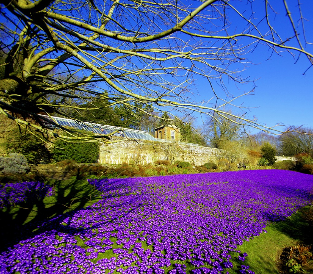 Floral display at Wallington, Northumberlnad