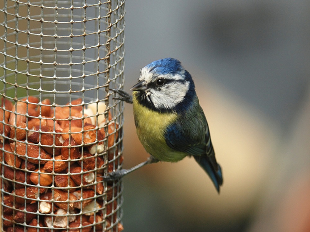 The RSPB’s Big Garden Birdwatch