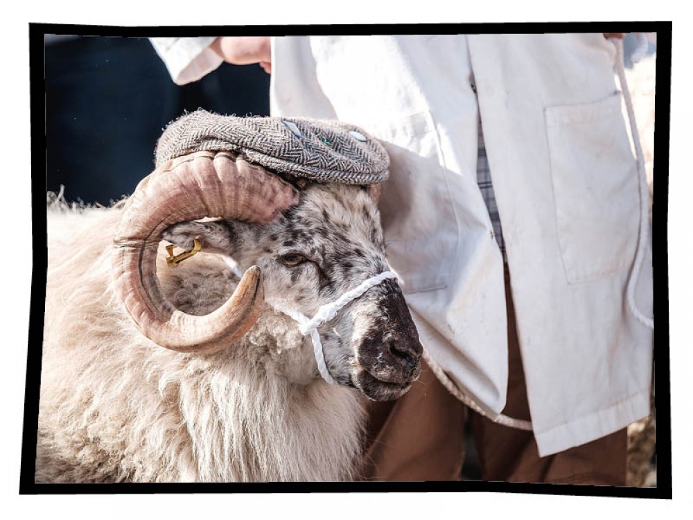 sheep with a hat on