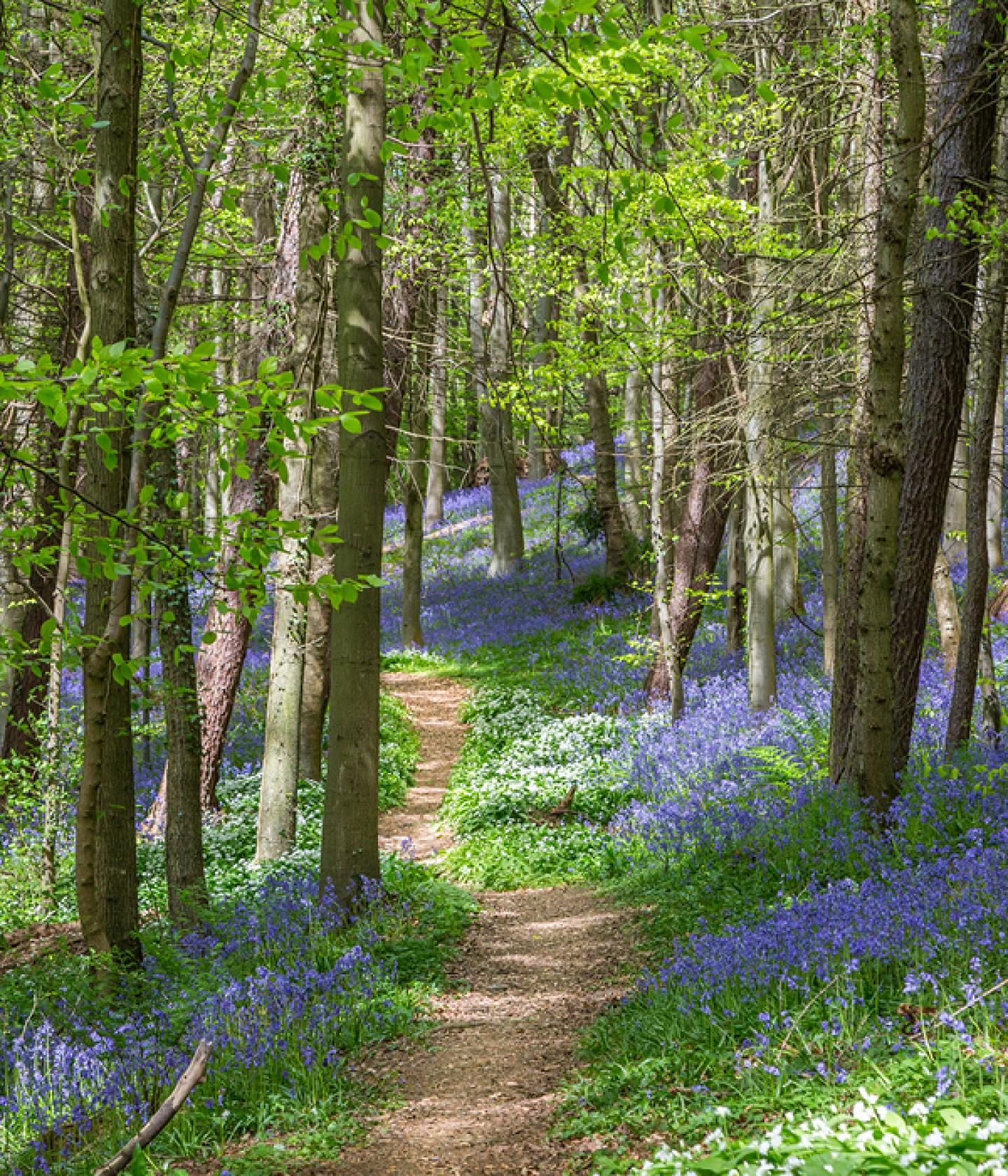Blue bells lining a forest path