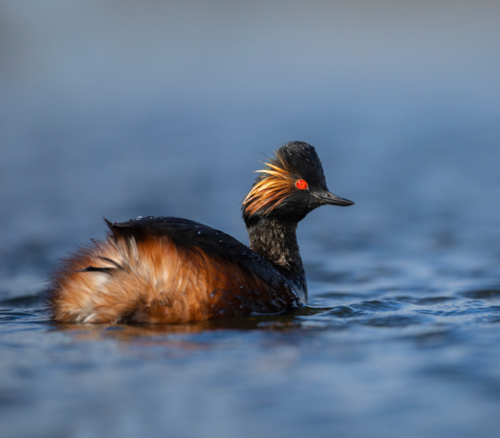 RSPB St Aidan’s (c) Ben Andrews