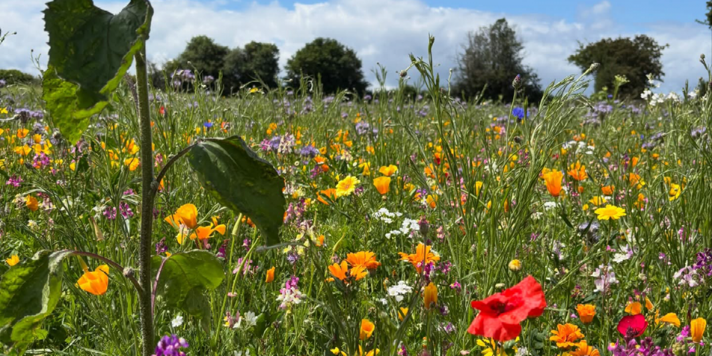 The Flower Field
