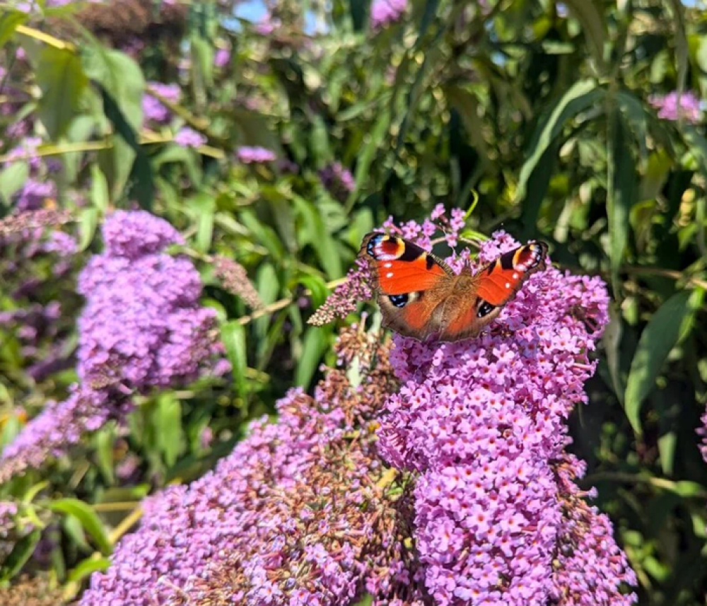 RHS Garden Harlow Carr