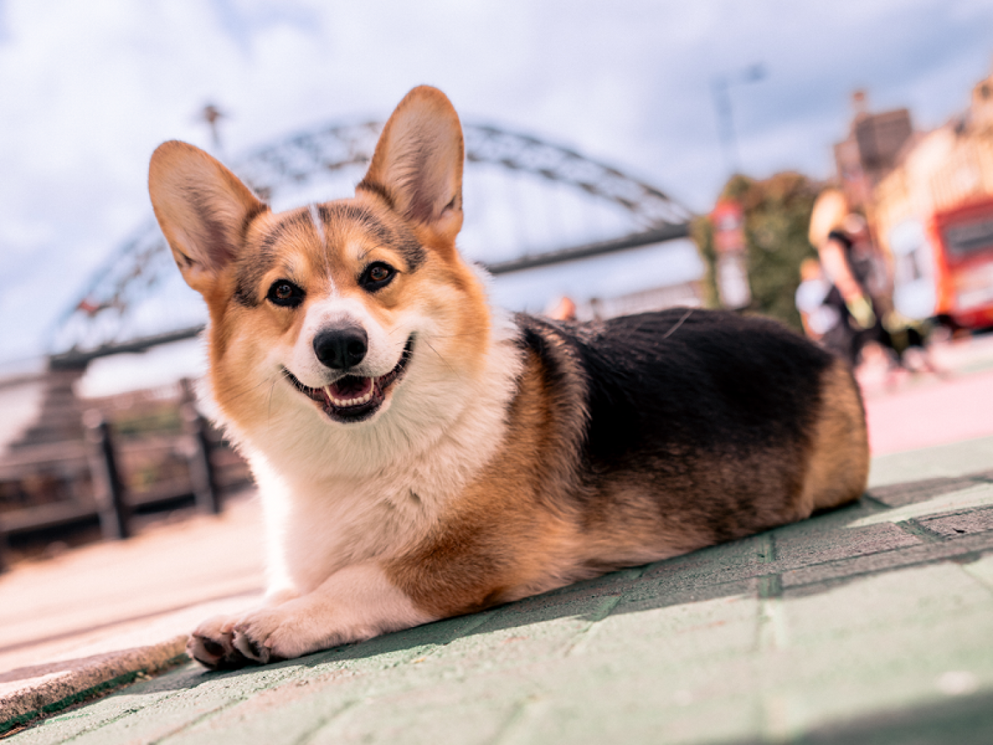 NE1’s Dog on the Tyne