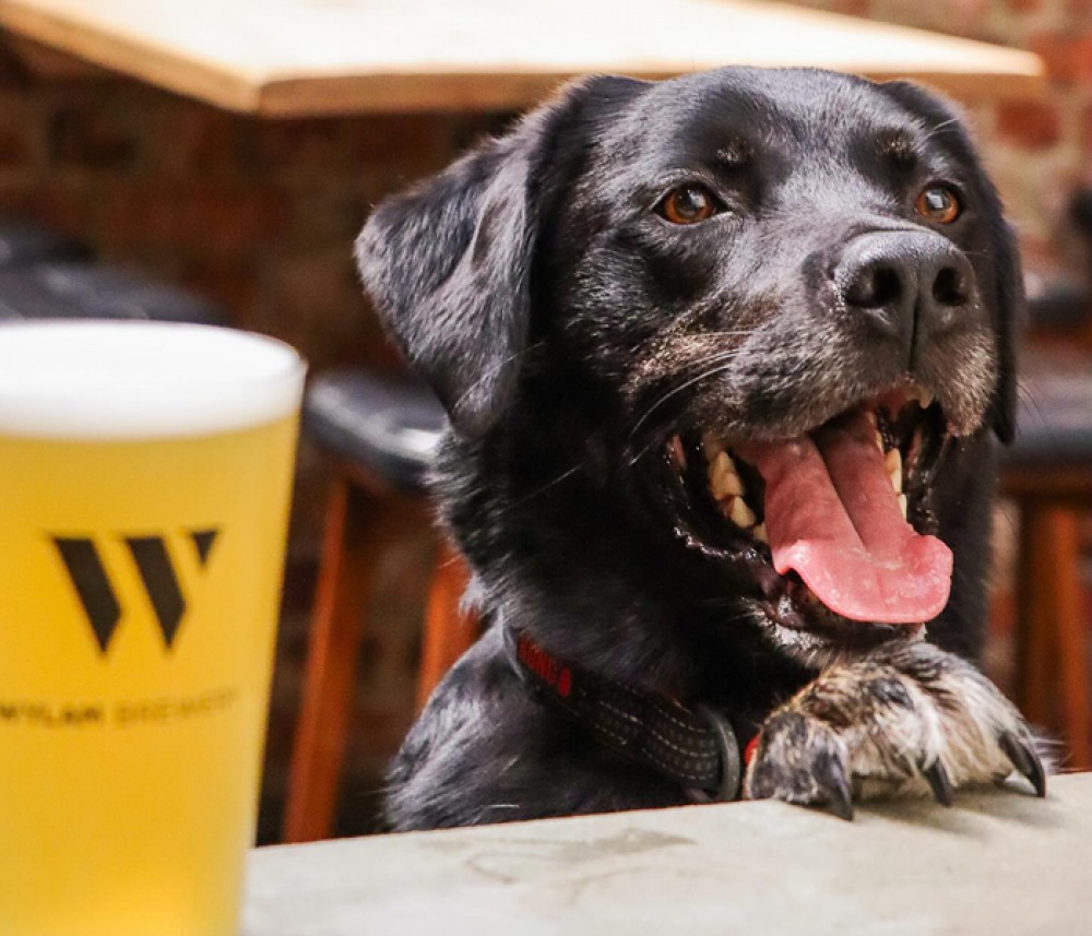 Wylam Brewery’s Pints & Pooches Halloween Special 