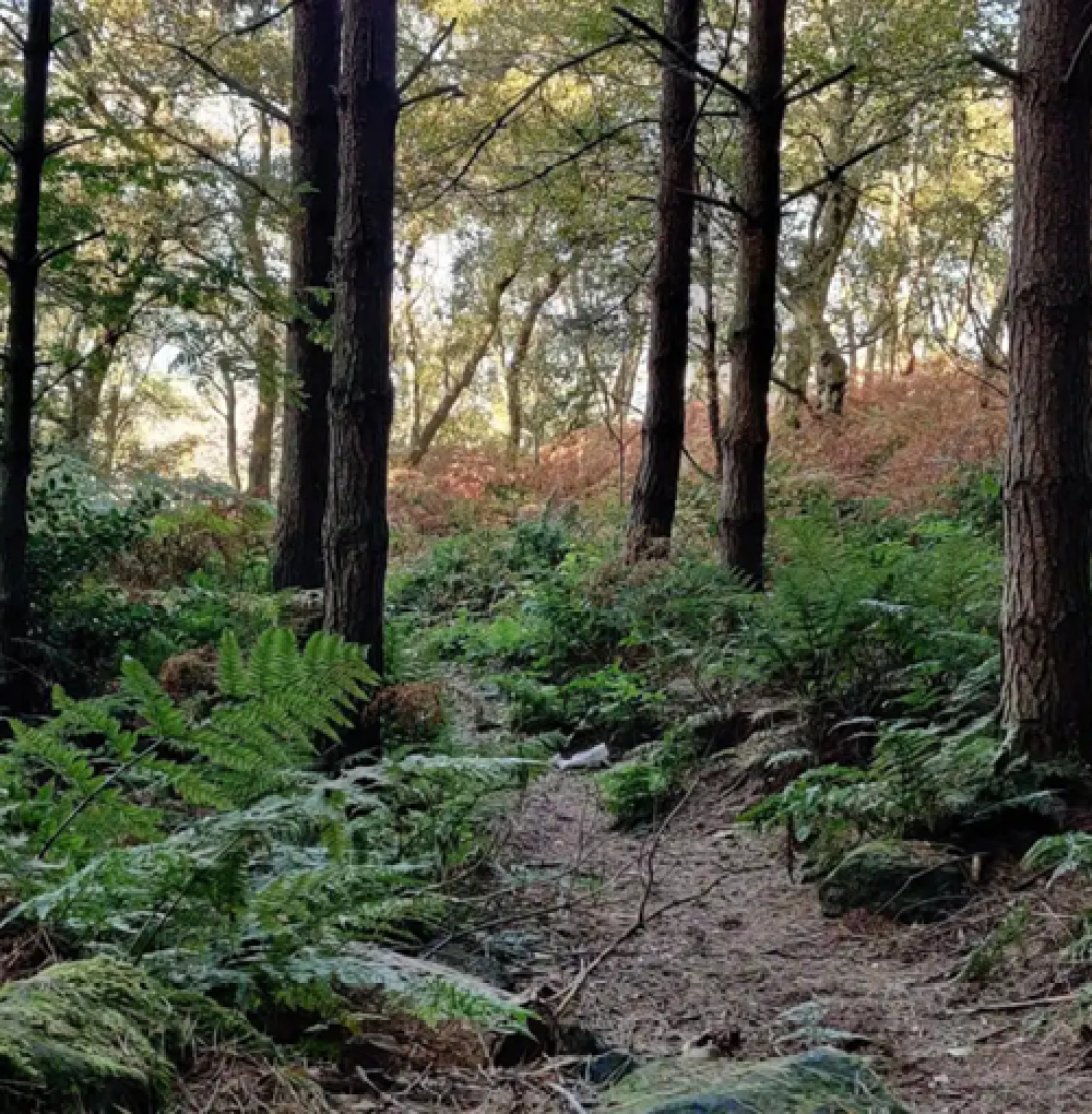 Chevin forest