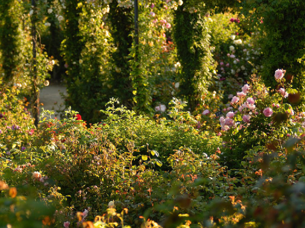 Child smelling a Rose at The Alnwick Garden Rose Garden