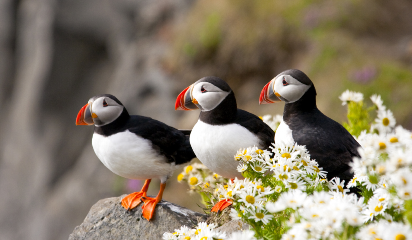 puffins