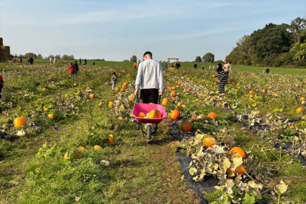 Brocksbushes Pumpkin Experience
