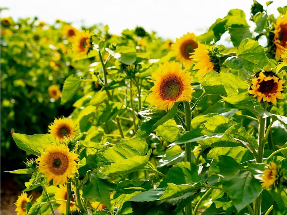 sunflowers