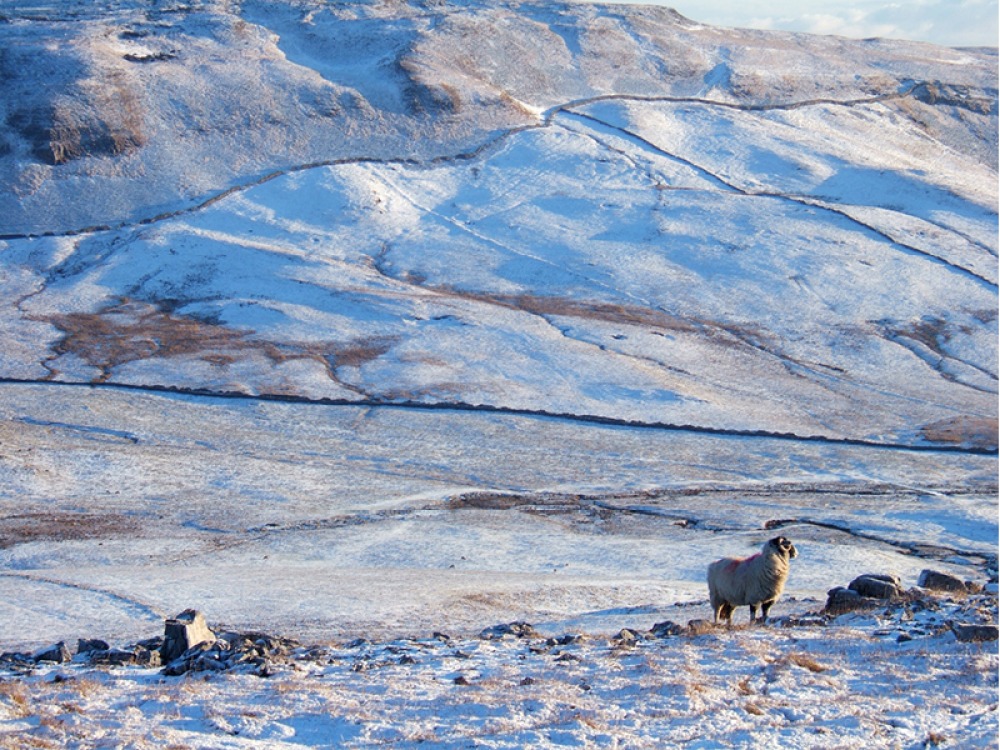 Snow covered fields with a sheep in the foreground