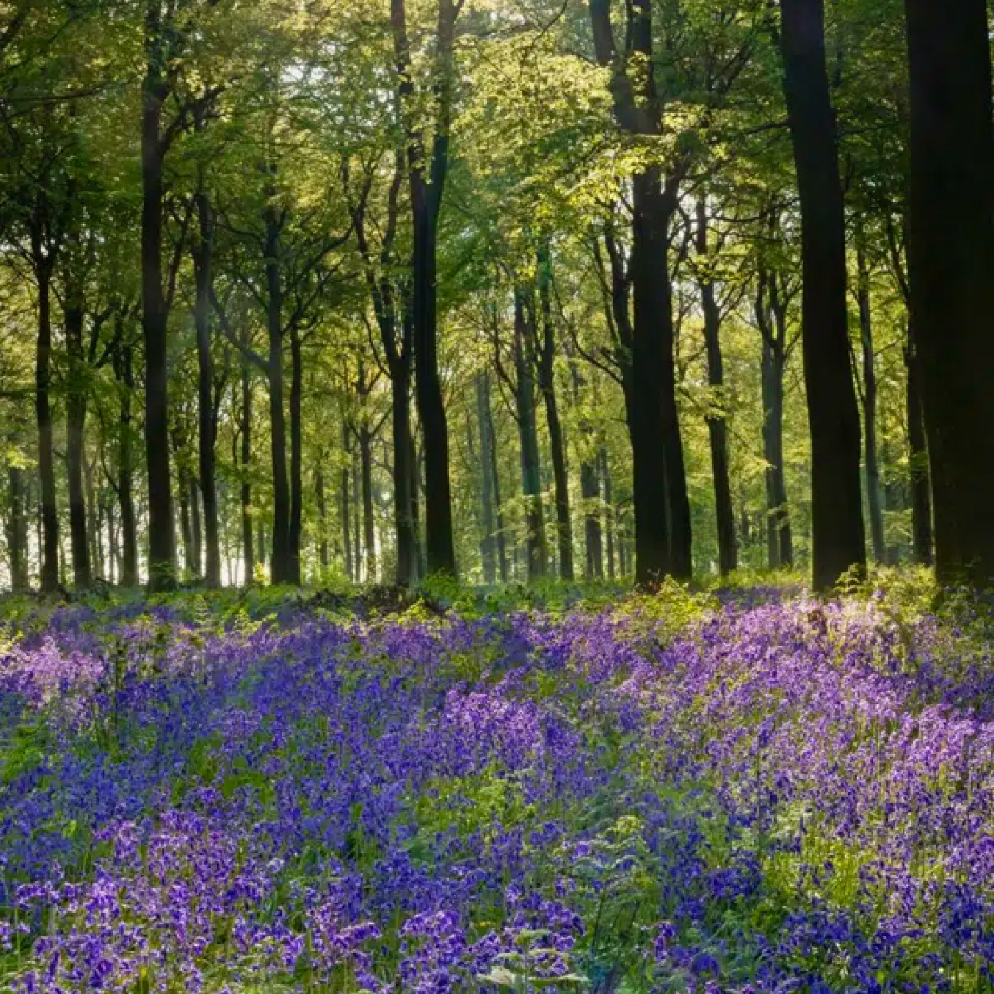 Bluebell walk at Raby Castle