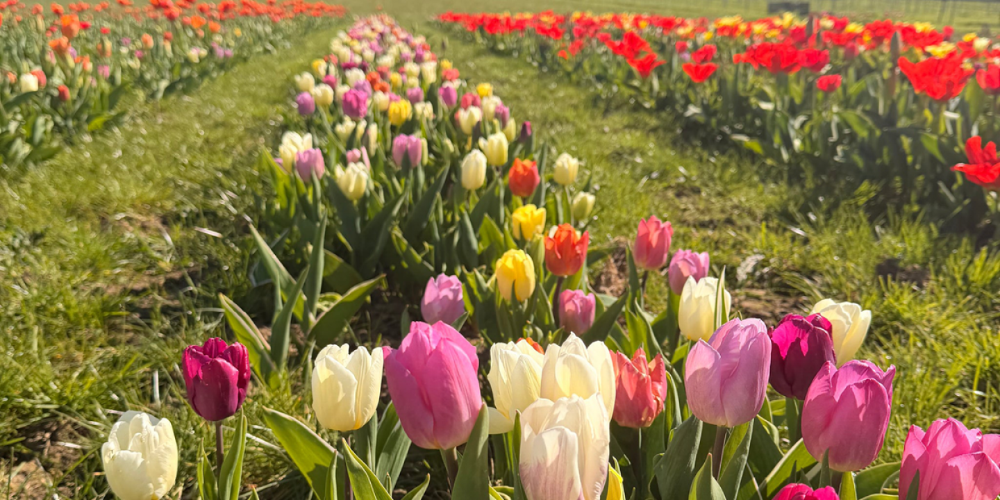 Brocksbushes Tulip Field Experience