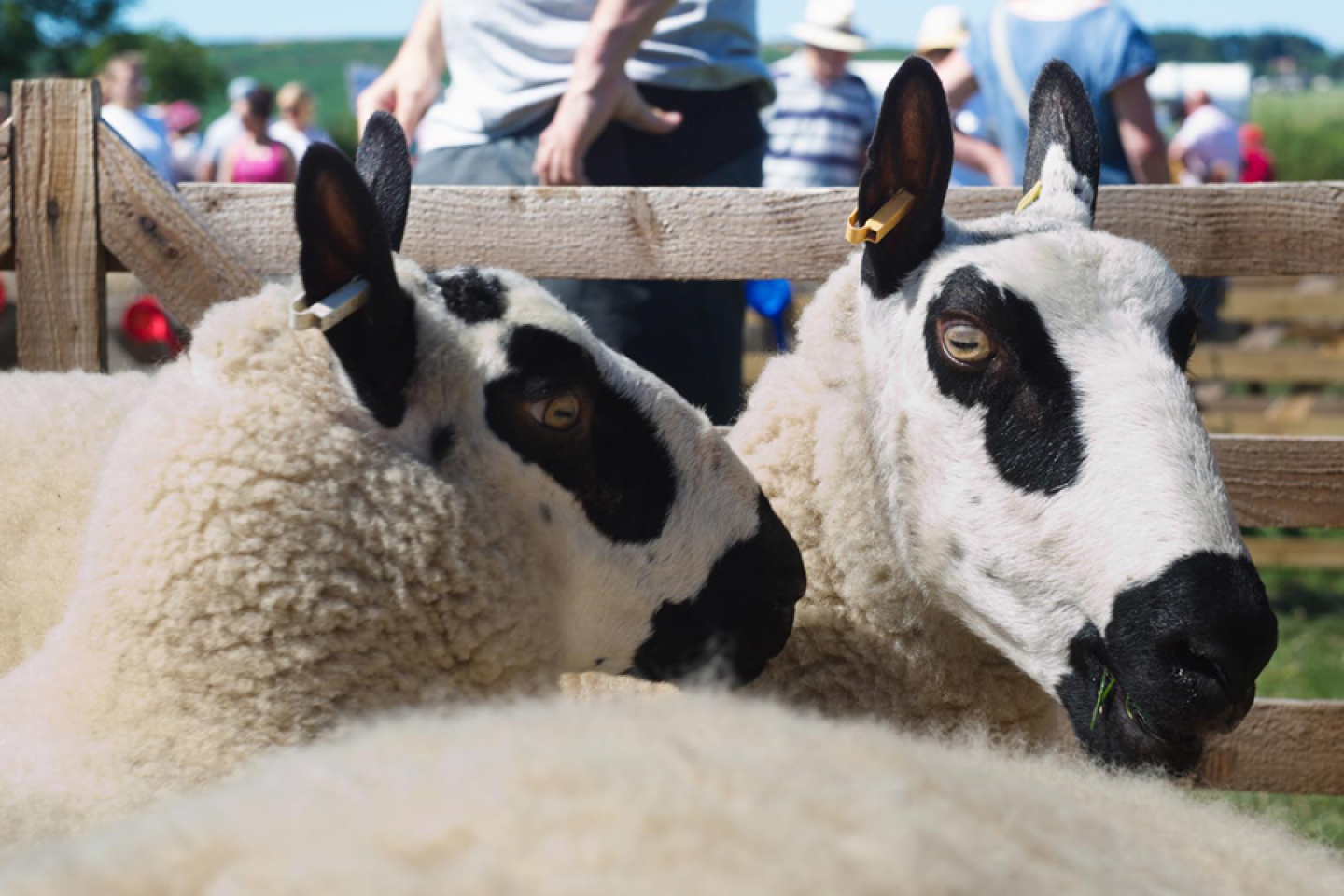 Danby Show