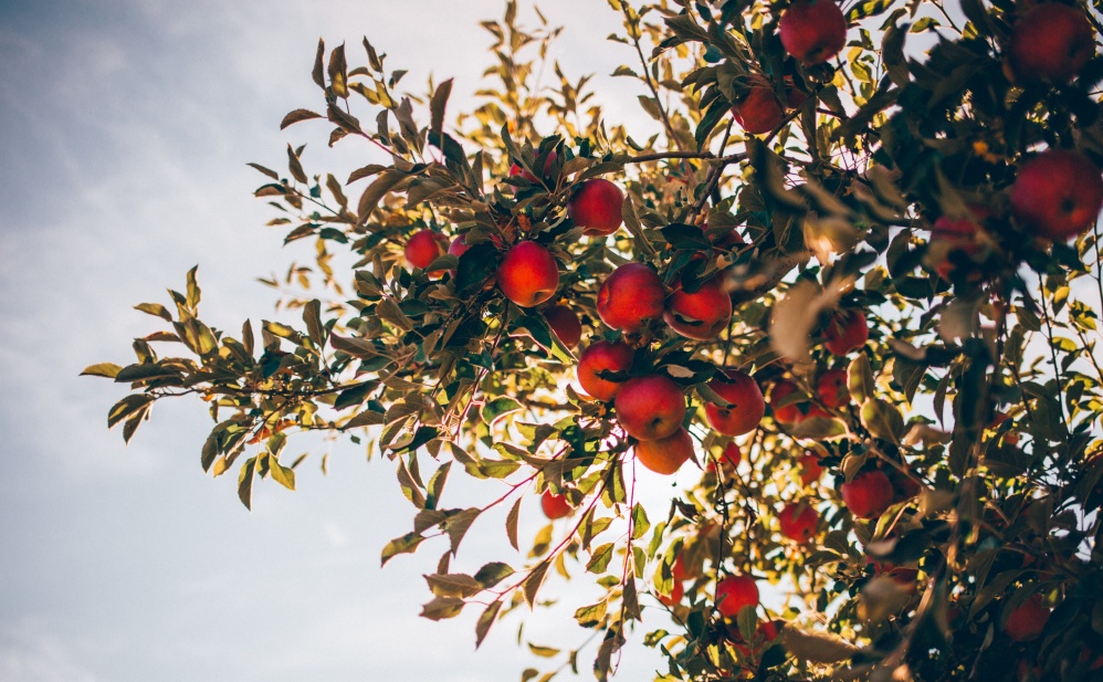 Celebrate National Apple Day this October