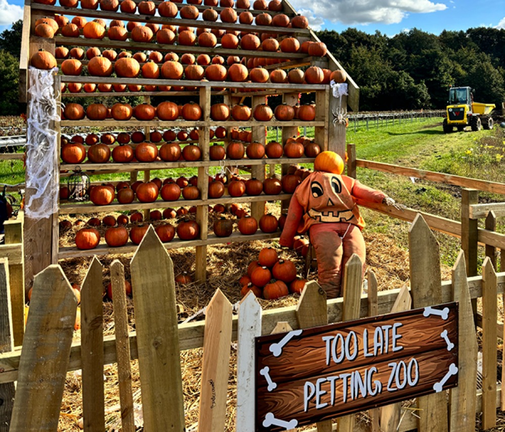 Pumpkin Experience