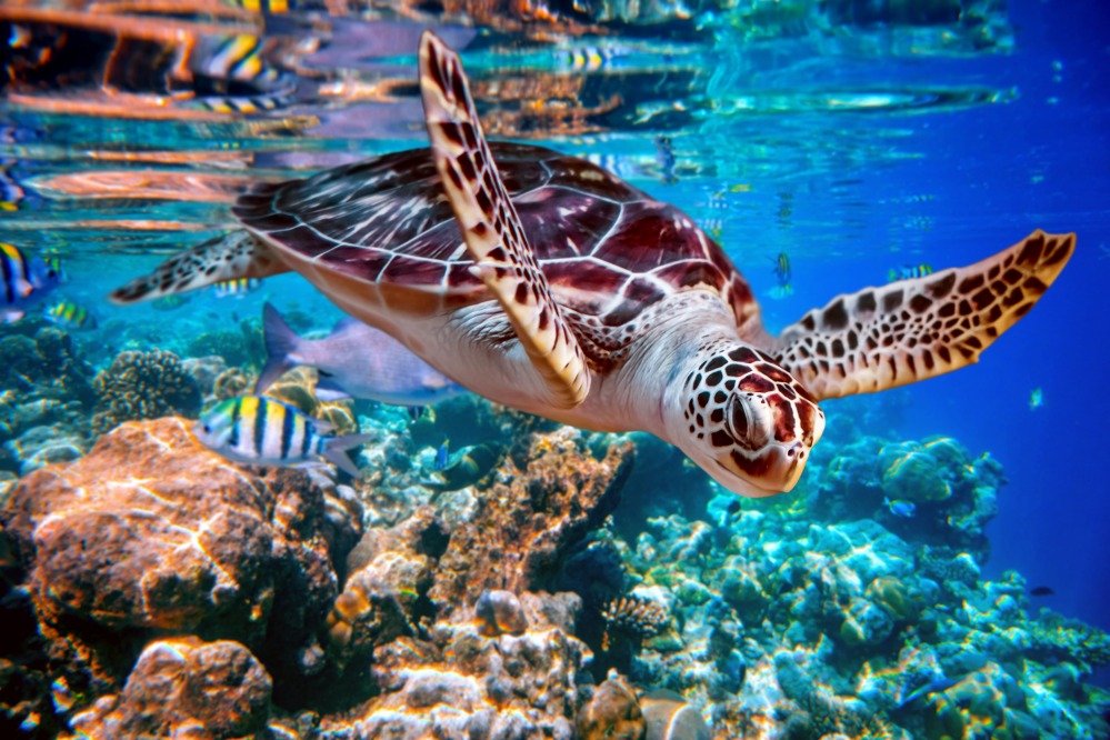 Sea Life Centre