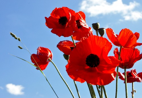 Great War Finds to go on Exhibition this Remembrance Day