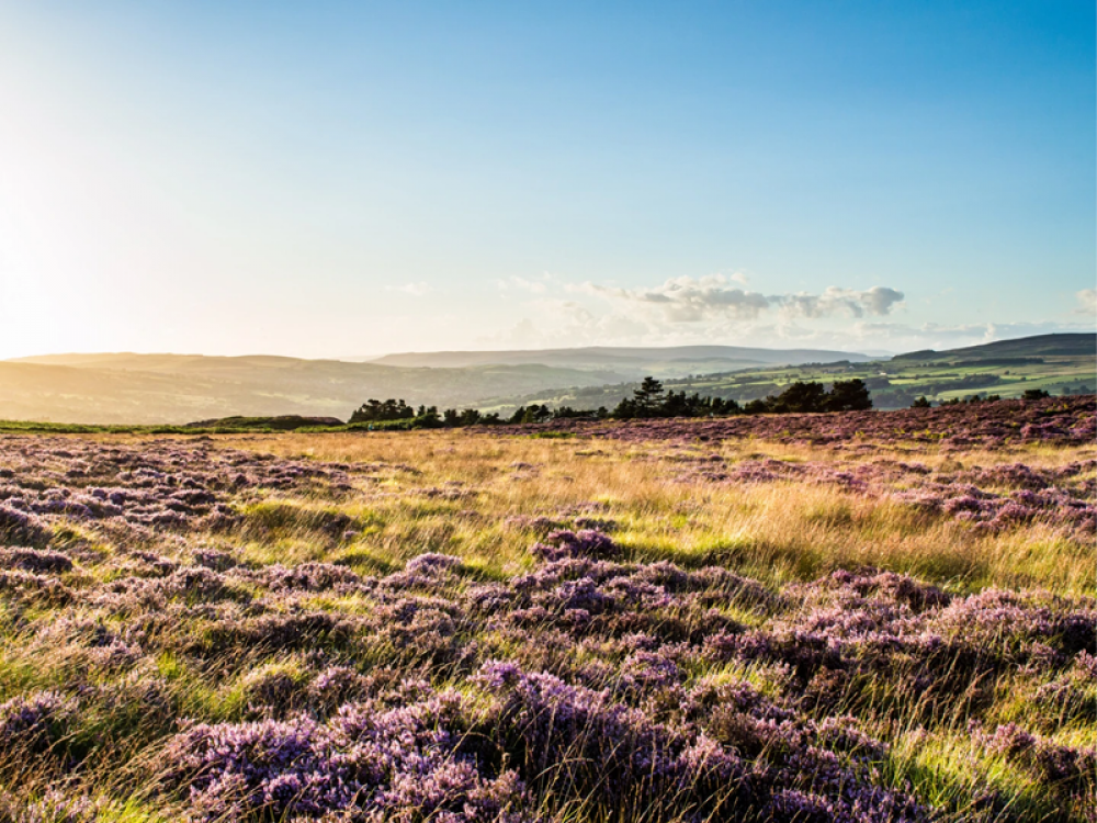 Ilkley Moor
