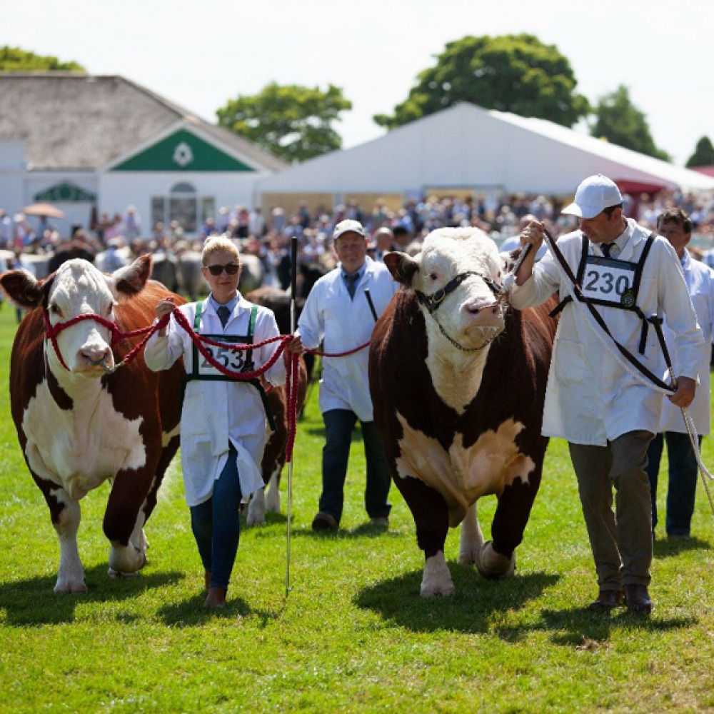 Great Yorkshire Show Cattle Parade