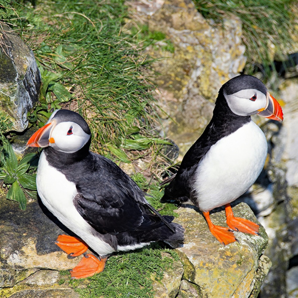 puffins
