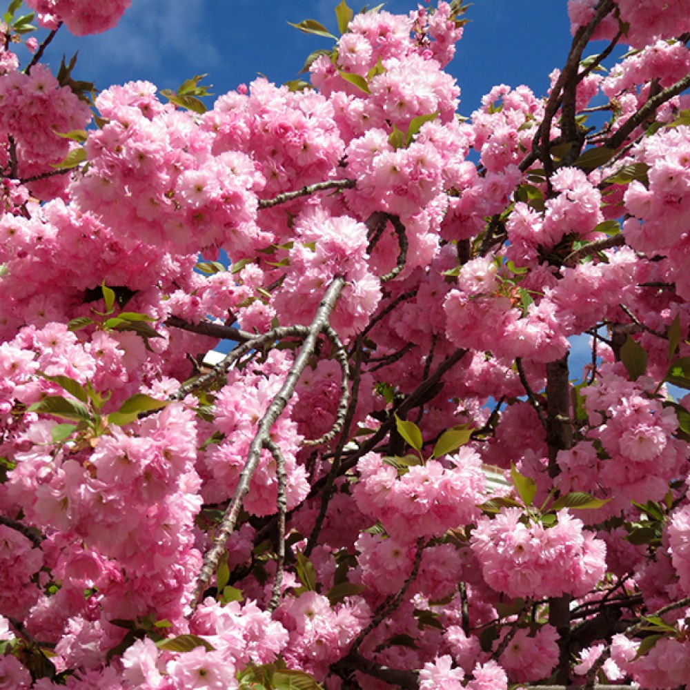 cherry blossom
