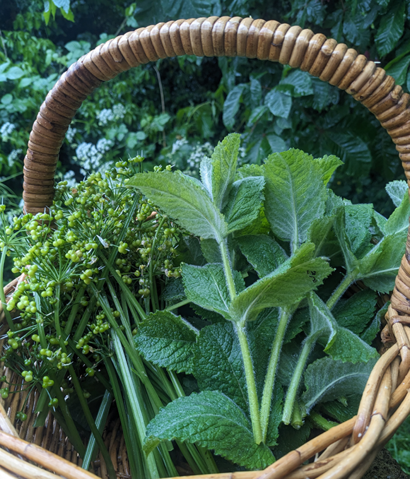 The Cramlington Forager