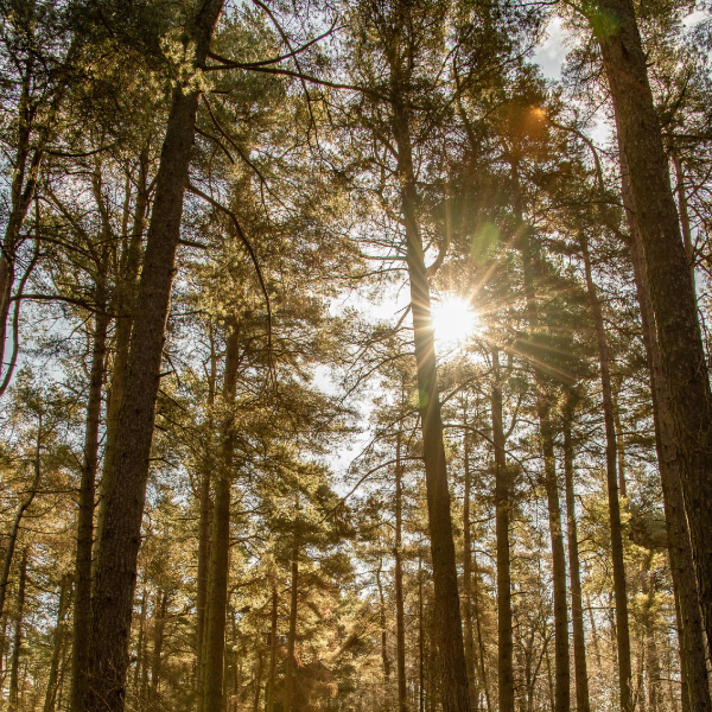 Sunshine Adderstones Trail, Dalby Forest