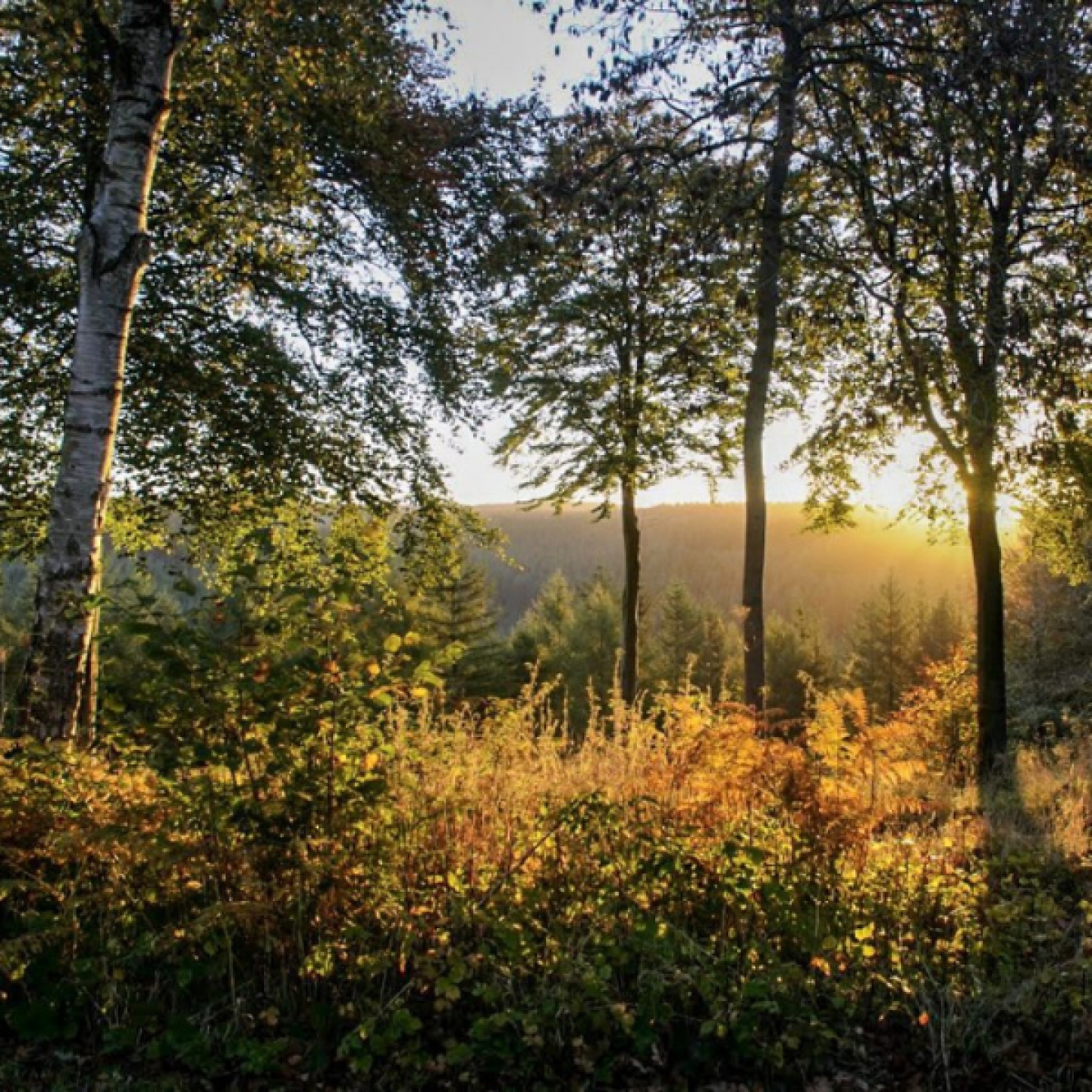 Sunrise, Dalby Forest