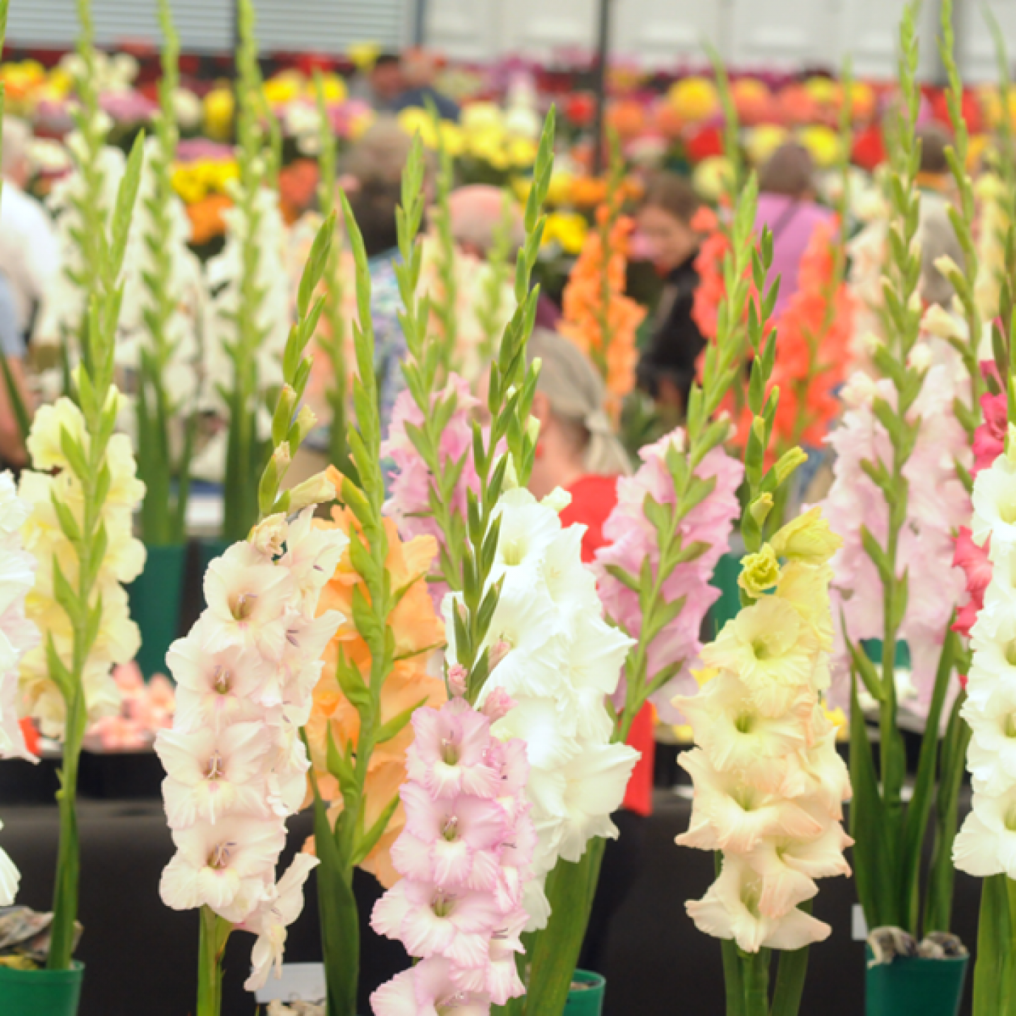 Gladioli