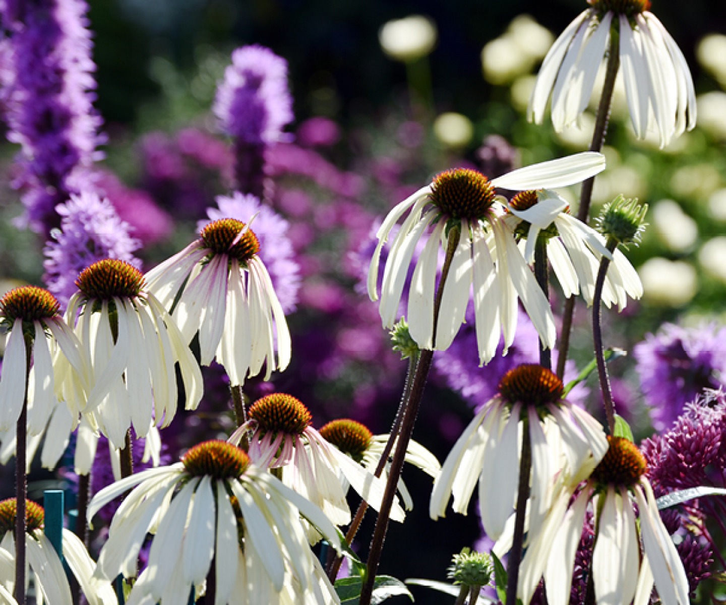 White and purple flowers