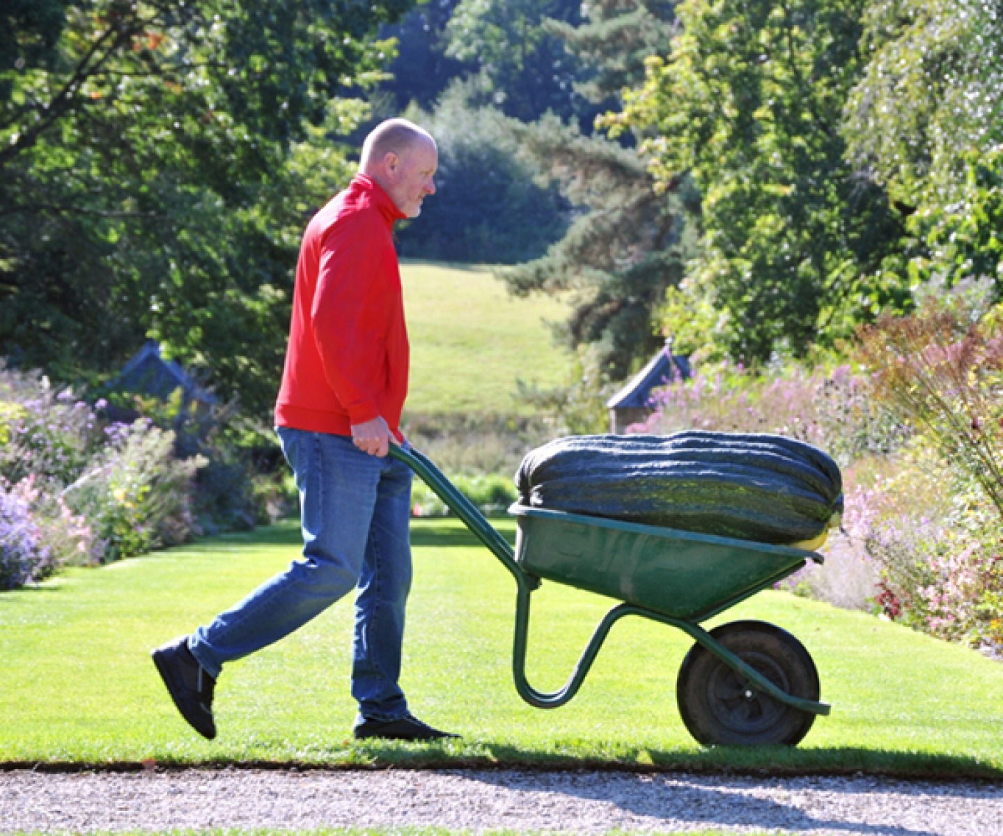 Man pushing a wheelbarrow containing a giant vegetable