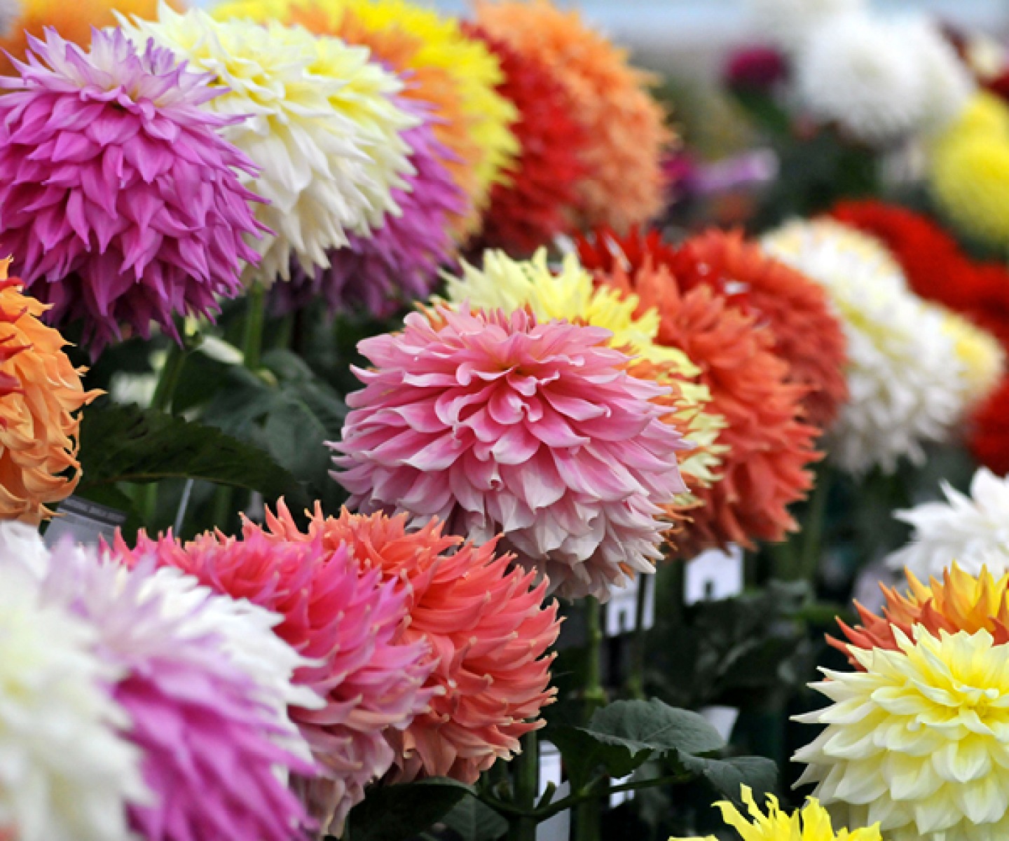 colourful flowers
