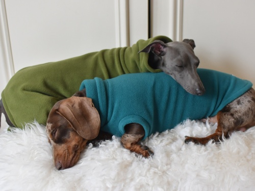 Win £200 to Spend On Your Pet at Hilary’s Hounds