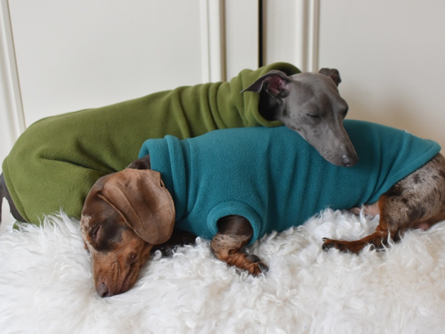 Win £200 to Spend On Your Pet at Hilary’s Hounds