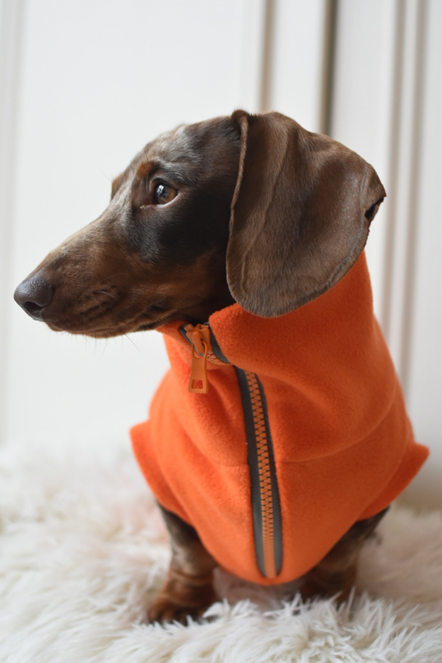 Dachshund wearing orange zipped fleece