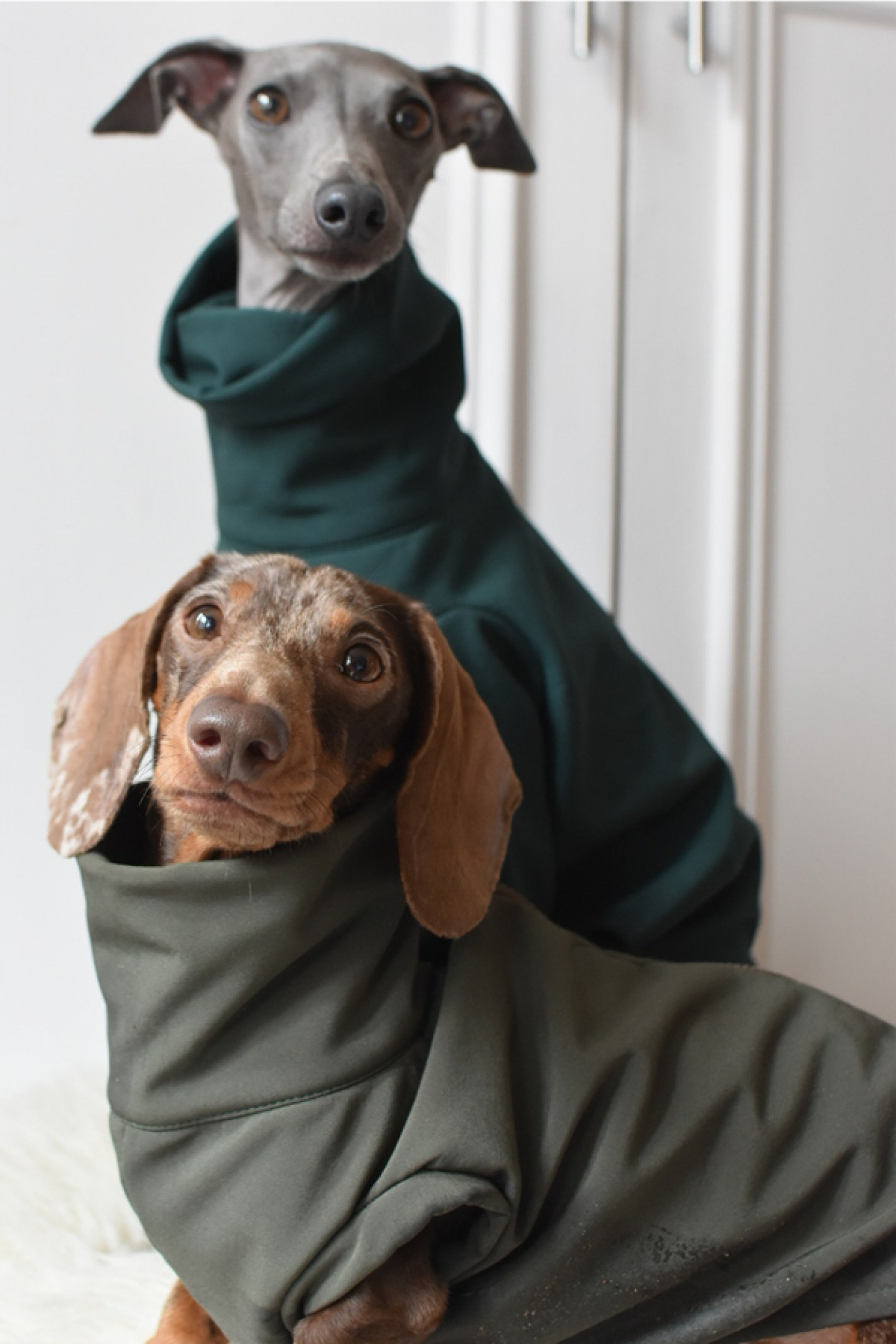 Italian Grey Hound and Dachshund wearing green fleece jumper