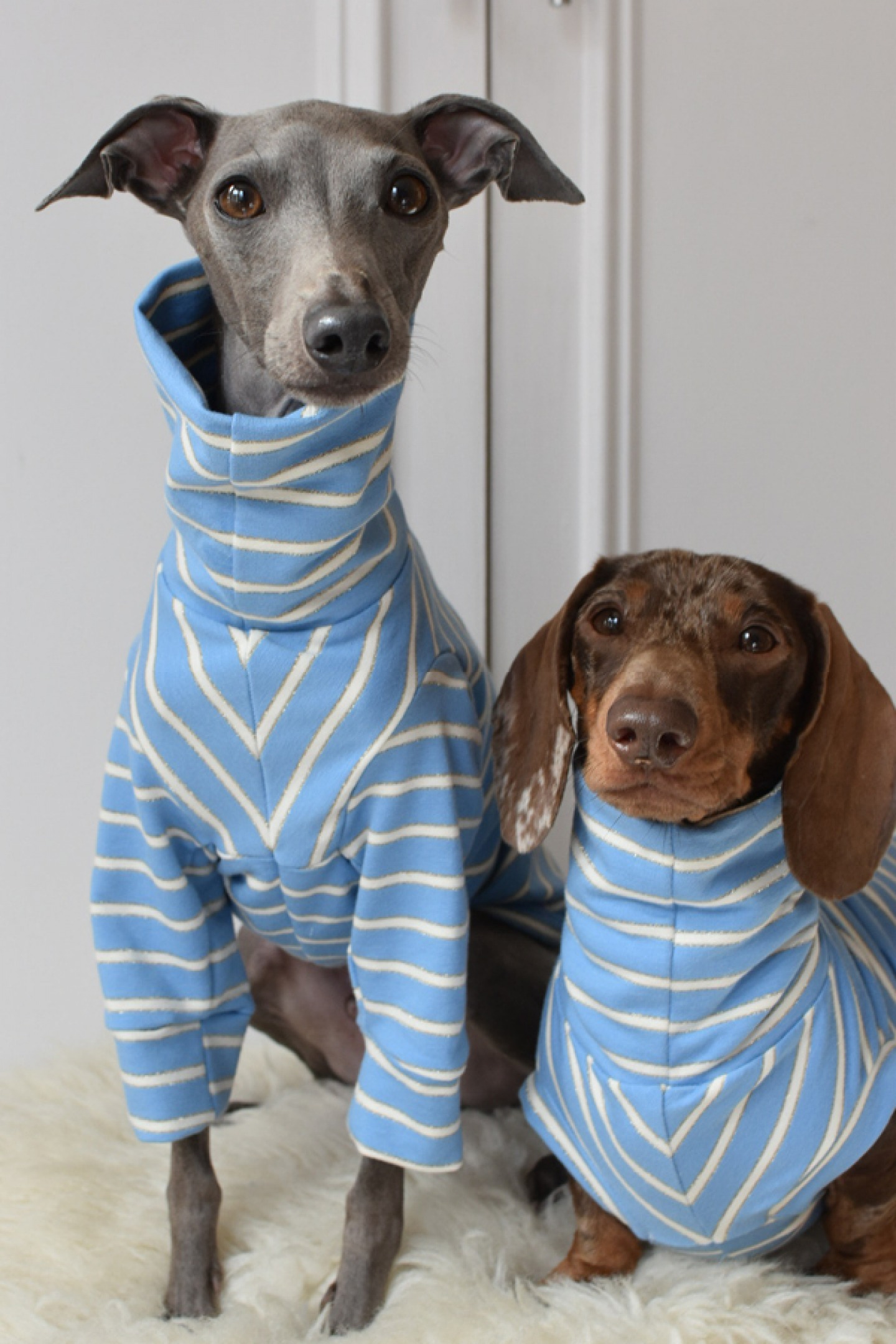 Italian Grey Hound and Dachshund wearing blue striped jumpers