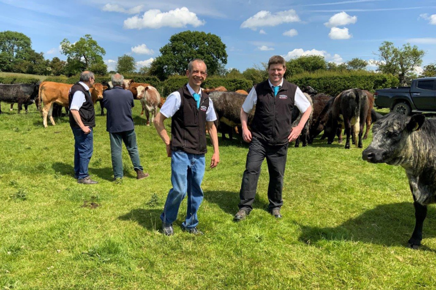 Team members with cattle in the field