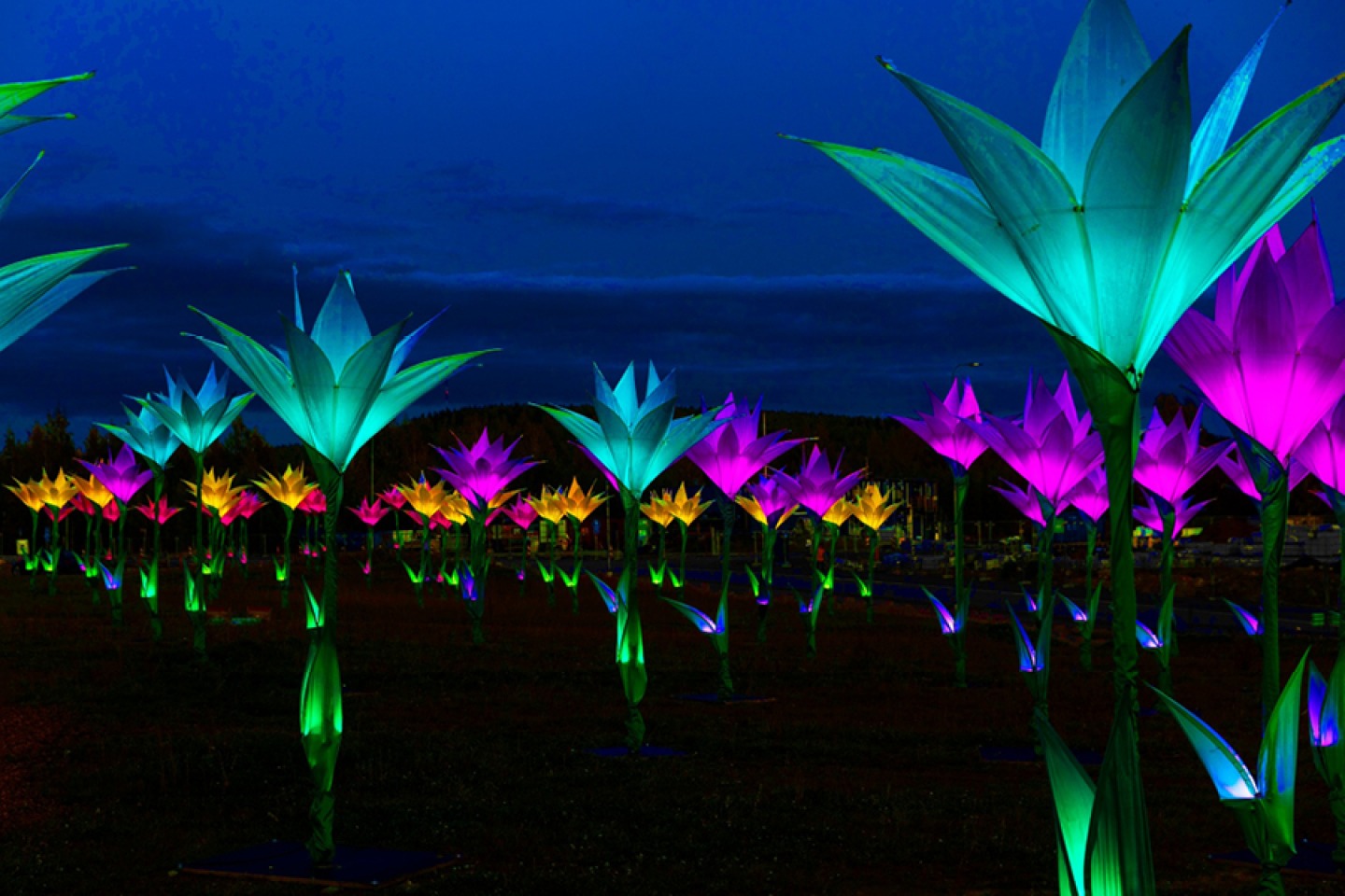 Floral Light Display (Aurora Lilies)