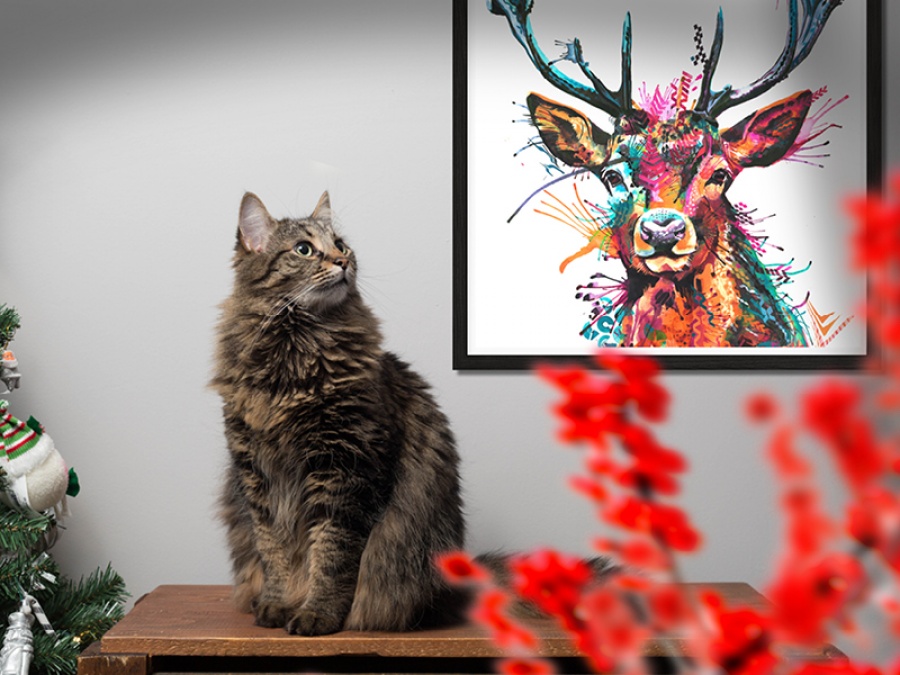 Win a 20” Framed Print by Sarah Taylor Worth £185